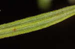 Pleatleaf knotweed